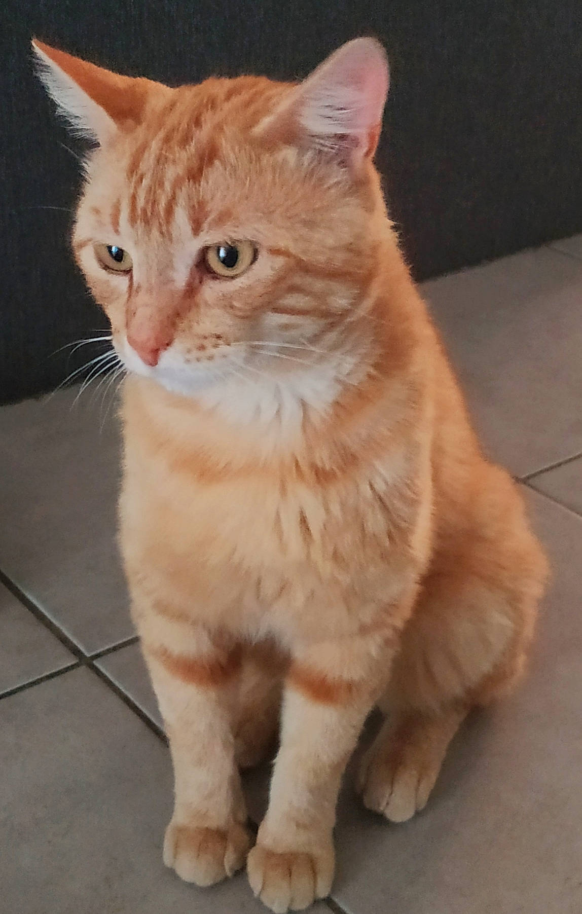 Jean Pierre a rejoint le concours — aidez-le/la à gagner de superbes lots ! carnivore, cat, claw, domestic_short_haired_cat, fawn, felidae, flooring, fur, paw, sitting, small_to_medium_sized_cats, snout, tail, terrestrial_animal, tile_flooring, whiskers