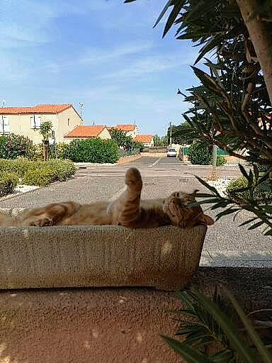 Guismo a rejoint le concours — aidez-le/la à gagner de superbes lots ! arecales, building, carnivore, cloud, companion_dog, dog, fawn, grass, house, landscape, leisure, outdoor_furniture, plant, road_surface, rock, shade, sky, tree, window, wood