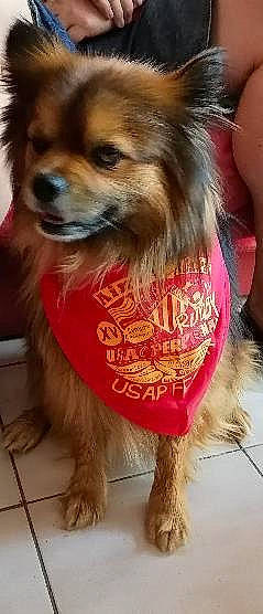 Jazou participe au concours pour gagner de l'argent avec cette photo : canidae, carnivore, companion_dog, costume, dog, dog_breed, dog_clothes, dog_supply, fashion_accessory, fawn, fur, liver, mammal, pet_supply, snout, sporting_group, toy_dog, whiskers, working_animal, working_dog