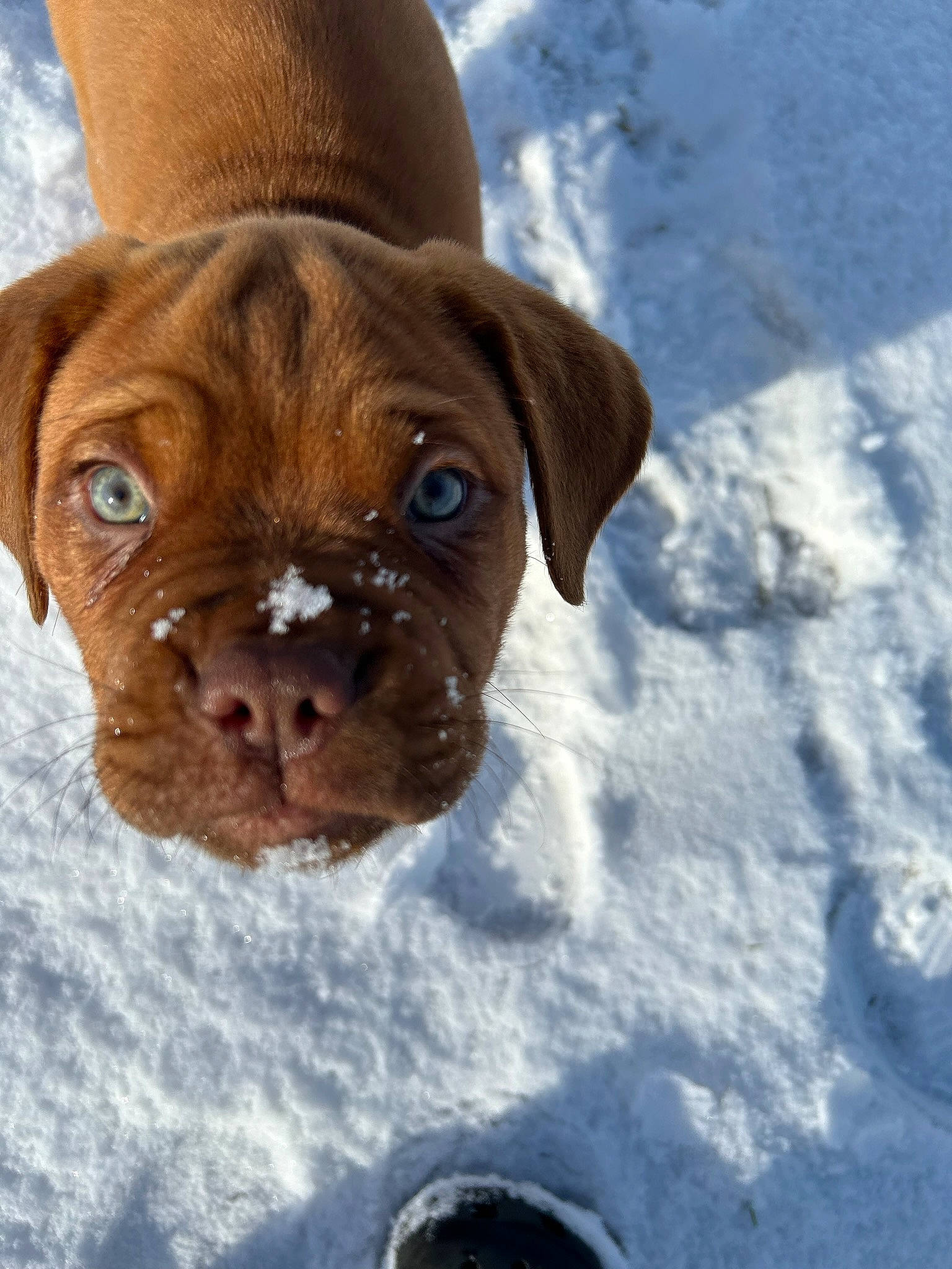 Walter joined the competition — help win amazing prizes! canidae, carnivore, collar, companion_dog, dog, dog_breed, dog_collar, dog_supply, fawn, fur, guard_dog, liver, pet_supply, snow, sporting_group, terrestrial_animal, whiskers, winter, working_animal, wrinkle