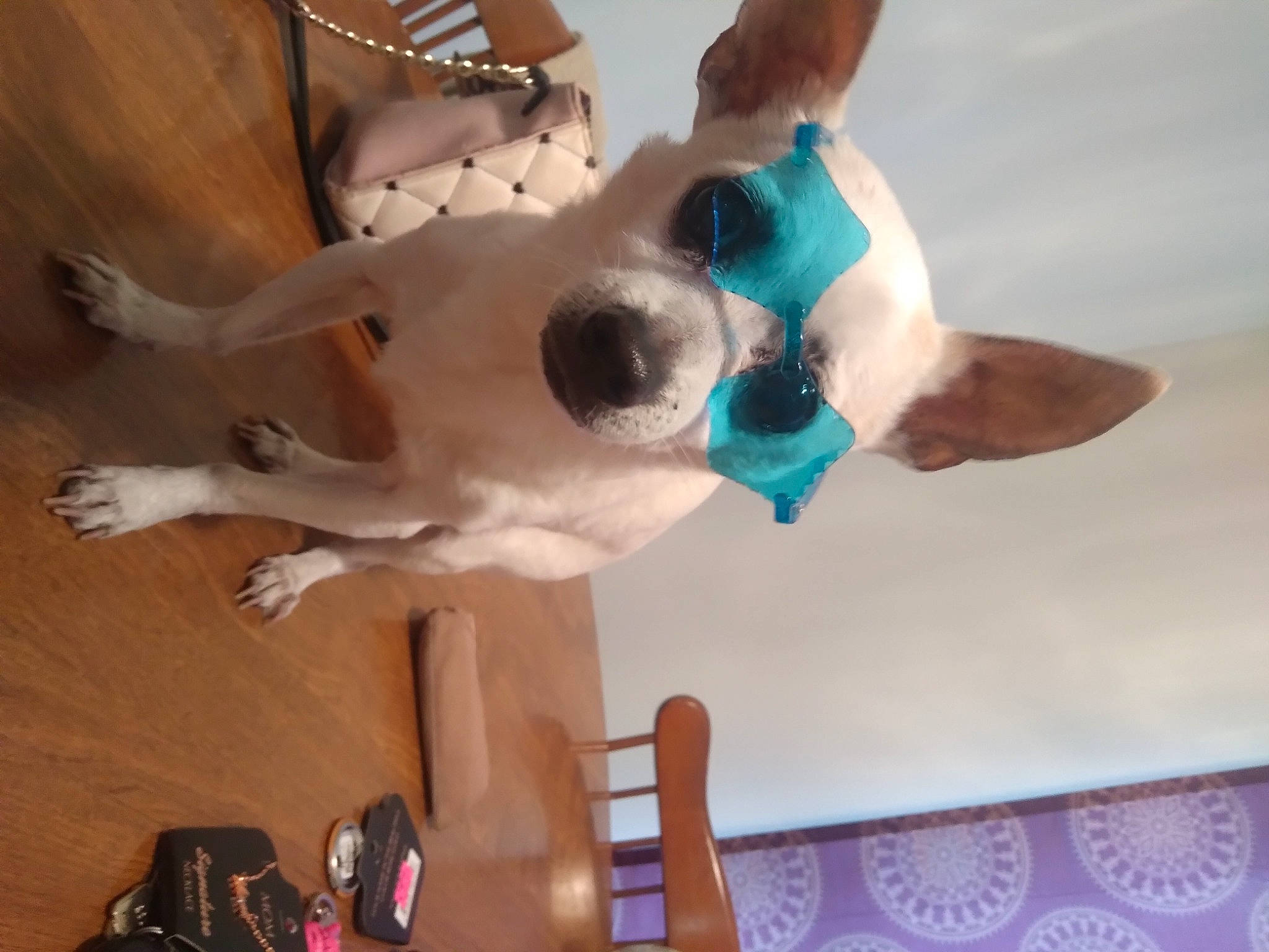 Tequila is registered to the contest to win money with this photo: canidae, carnivore, collar, companion_dog, dog, dog_breed, dog_collar, dog_supply, fawn, fur, party_hat, party_supply, plush, room, snout, sporting_group, stuffed_toy, whiskers, wood, working_animal