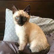Smokey is registered to the contest to win money with this photo: animal, bed, blanket, blue_eyes, cat, cute, domestic, feline, fur, indoor, kitten, paws, pet, pillow, siamese, sitting, tail, whiskers, wood, young