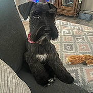 Pepe joined the competition — help win amazing prizes! dog, schnauzer, black_dog, beard, bandana, pet, animal, sitting, couch, living_room, rug, furniture, toy, fluffy_toy, indoors, portrait, close_up, dark_fur, white_chest, alert