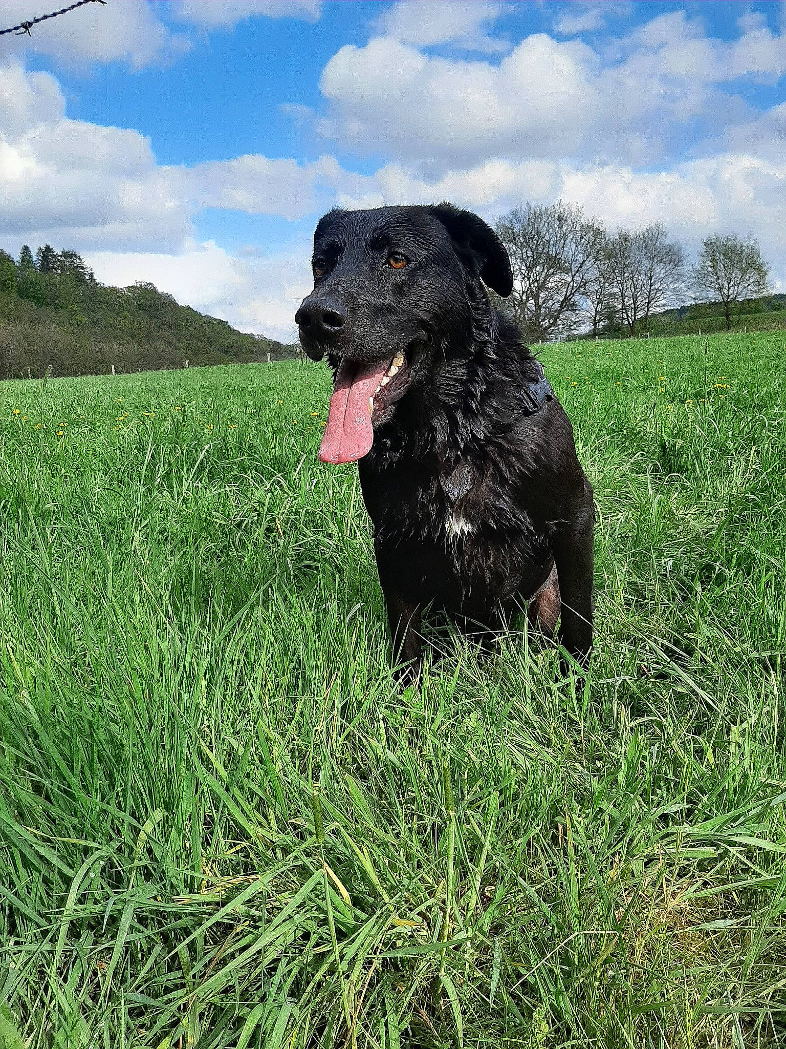 Darko a rejoint le concours — aidez-le/la à gagner de superbes lots ! borador, canidae, carnivore, cloud, collar, companion_dog, dog, dog_breed, dog_collar, grass, grassland, gun_dog, liver, pasture, plant, sky, snout, sporting_group, tree, working_animal