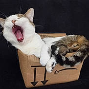 Tic a rejoint le concours — aidez-le/la à gagner de superbes lots ! cat, yawning, cardboard_box, pet, feline, whiskers, tail, fur, animal, cute, domestic_animal, sleepy, mouth_open, paws, striped_tail, relaxed, indoor, closeup, resting, black_background