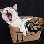 cat, yawning, cardboard_box, pet, feline, whiskers, tail, fur, animal, cute, domestic_animal, sleepy, mouth_open, paws, striped_tail, relaxed, indoor, closeup, resting, black_background