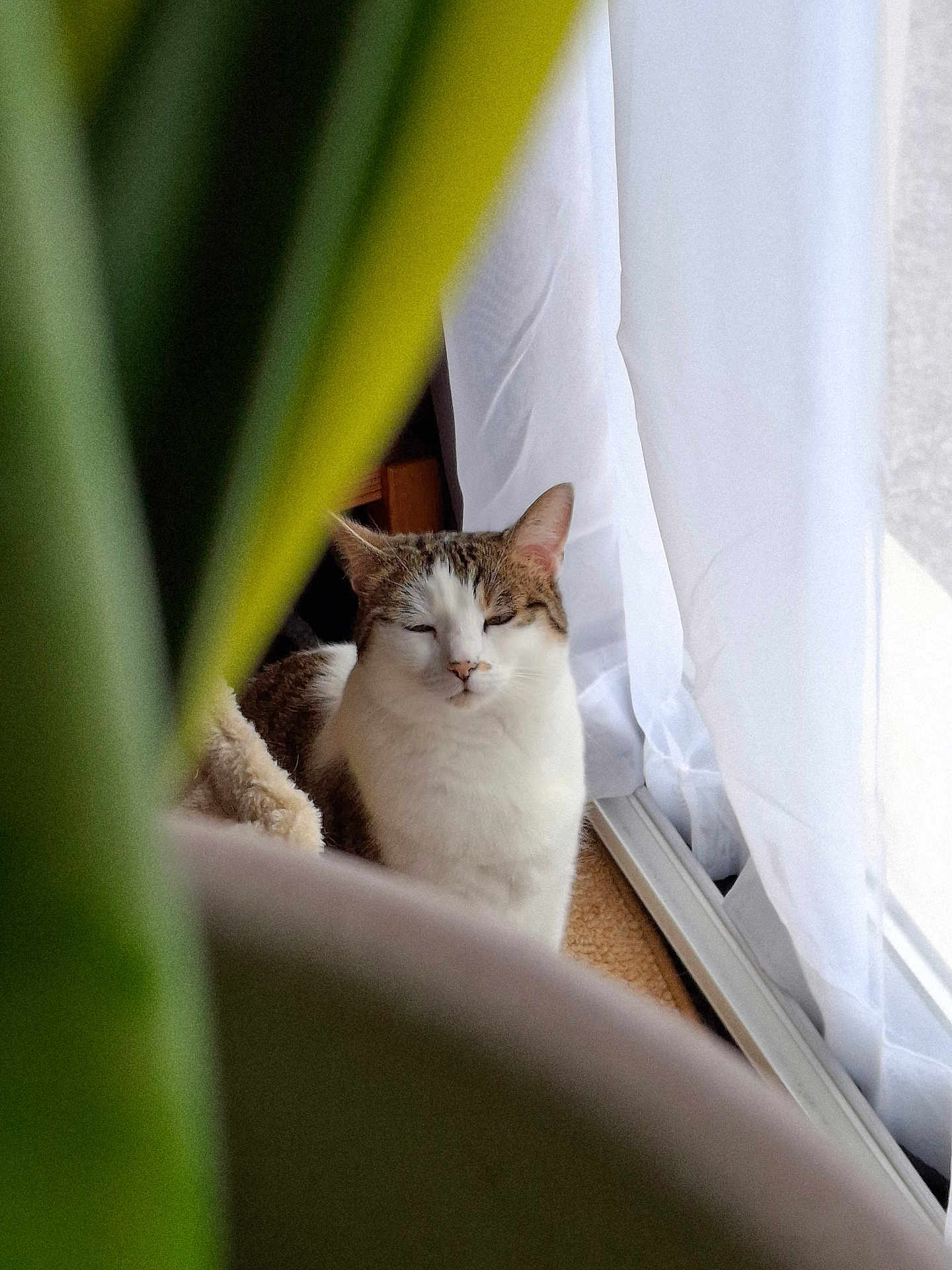Tic participe au concours pour gagner de l'argent avec cette photo : cat, sleepy, indoor, plant, leaf, window, curtains, white, cozy, pet, feline, relaxed, home, natural_light, closeup, fur, animal, quiet, domestic, resting