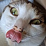 Tic a rejoint le concours — aidez-le/la à gagner de superbes lots ! cat, close_up, tongue_out, green_eyes, whiskers, fur, playful, cute, pet, animal, face, nose, indoor, adorable, mammal, feline, expression, pink_tongue, detail, soft