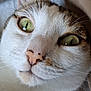 cat, close_up, green_eyes, whiskers, pink_nose, fur, pet, animal, face, curious, domestic_cat, looking_up, alert, soft_texture, indoor, cute, mammal, tabby, white_fur, portrait