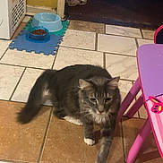 Valentino is registered to the contest to win money with this photo: cat, gray_cat, white_paws, indoor, tile_floor, pet_food_bowl, pink_table, children_furniture, walking, household, domestic, pet, curious, blurred_motion, floor_tiles, kitchen_area, food_bowl, indoor_lighting, playful, animal