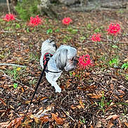 Gizmo is registered to the contest to win money with this photo: animal, canine, dog, face, grass, head, land, leaf, nature, outdoors, person, pet, photography, plant, portrait, puppy, soil, tree, vegetation, woodland