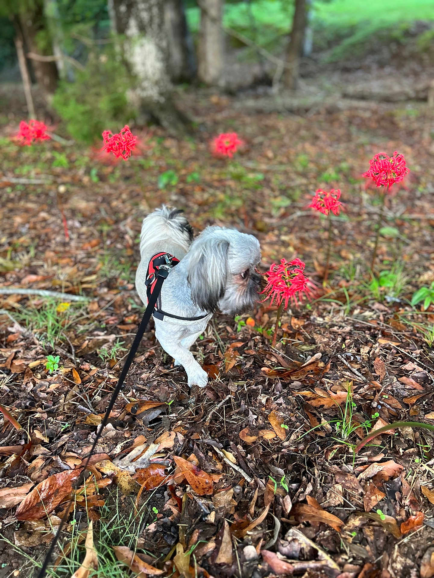 Gizmo is registered to the contest to win money with this photo: animal, canine, dog, face, grass, head, land, leaf, nature, outdoors, person, pet, photography, plant, portrait, puppy, soil, tree, vegetation, woodland