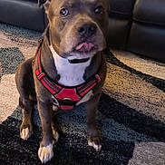 Manolo is registered to the contest to win money with this photo: dog, pet, indoor, leather_couch, carpet, red_harness, sitting, tongue_out, animal, canine, home, fur, cute, domestic_animal, companion, floor, living_room, expression, friendly, alert