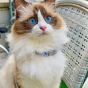 Max Handayani is registered to the contest to win money with this photo: cat, blue_eyes, fluffy, white_fur, brown_fur, collar, leash, chair, outdoor, greenery, pet, animal, portrait, sitting, feline, cute, domestic_cat, closeup, whiskers, nose
