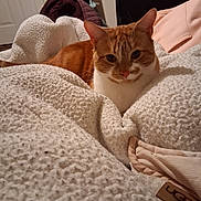 Simba is registered to the contest to win money with this photo: blanket, cat, chair, comfort, cozy, domestic_animal, fur, furniture, home, indoor, jacket, orange_cat, pet, relaxed, resting, sleepy, soft, textile, warm, white_cat