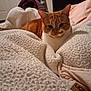 blanket, cat, chair, comfort, cozy, domestic_animal, fur, furniture, home, indoor, jacket, orange_cat, pet, relaxed, resting, sleepy, soft, textile, warm, white_cat