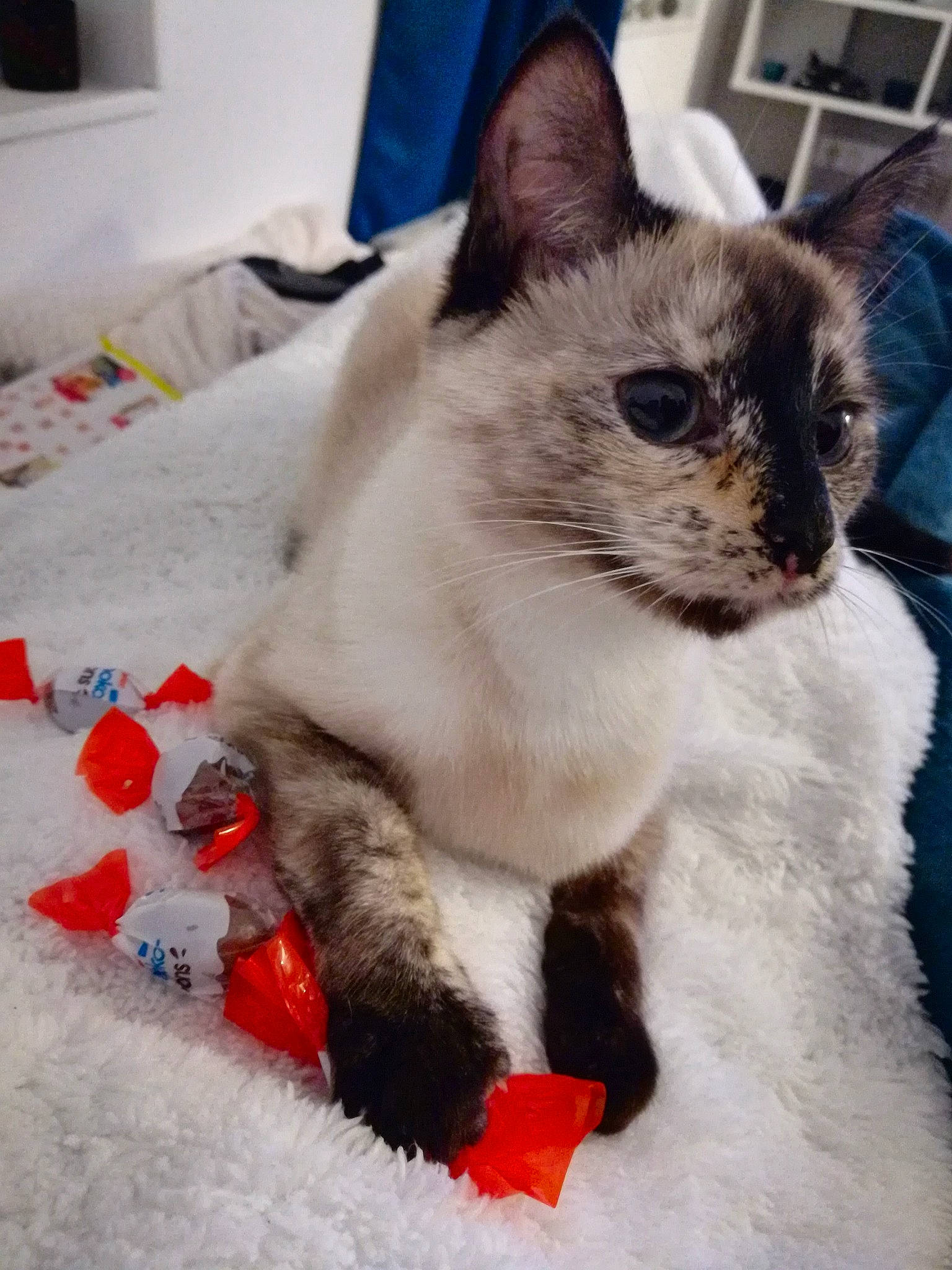 Ohana a rejoint le concours — aidez-le/la à gagner de superbes lots ! balinese, birman, carnivore, cat, colorpoint_shorthair, domestic_short_haired_cat, eye, felidae, german_rex, javanese, kitten, mammal, ojos_azules, ragdoll, siamese, small_to_medium_sized_cats, snowshoe, thai, tonkinese, whiskers