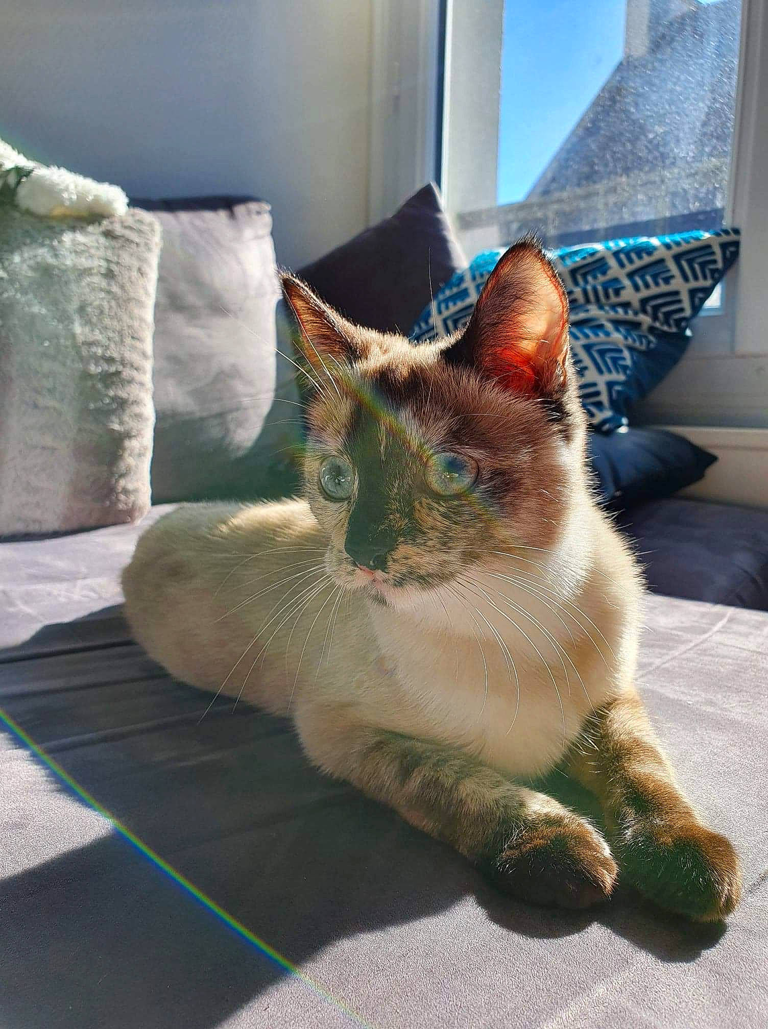 Ohana participe au concours pour gagner de l'argent avec cette photo : aegean_cat, asian, carnivore, cat, colorpoint_shorthair, domestic_short_haired_cat, european_shorthair, fawn, felidae, german_rex, kitten, mammal, ojos_azules, polydactyl_cat, small_to_medium_sized_cats, snapshot, snout, tabby_cat, tail, whiskers