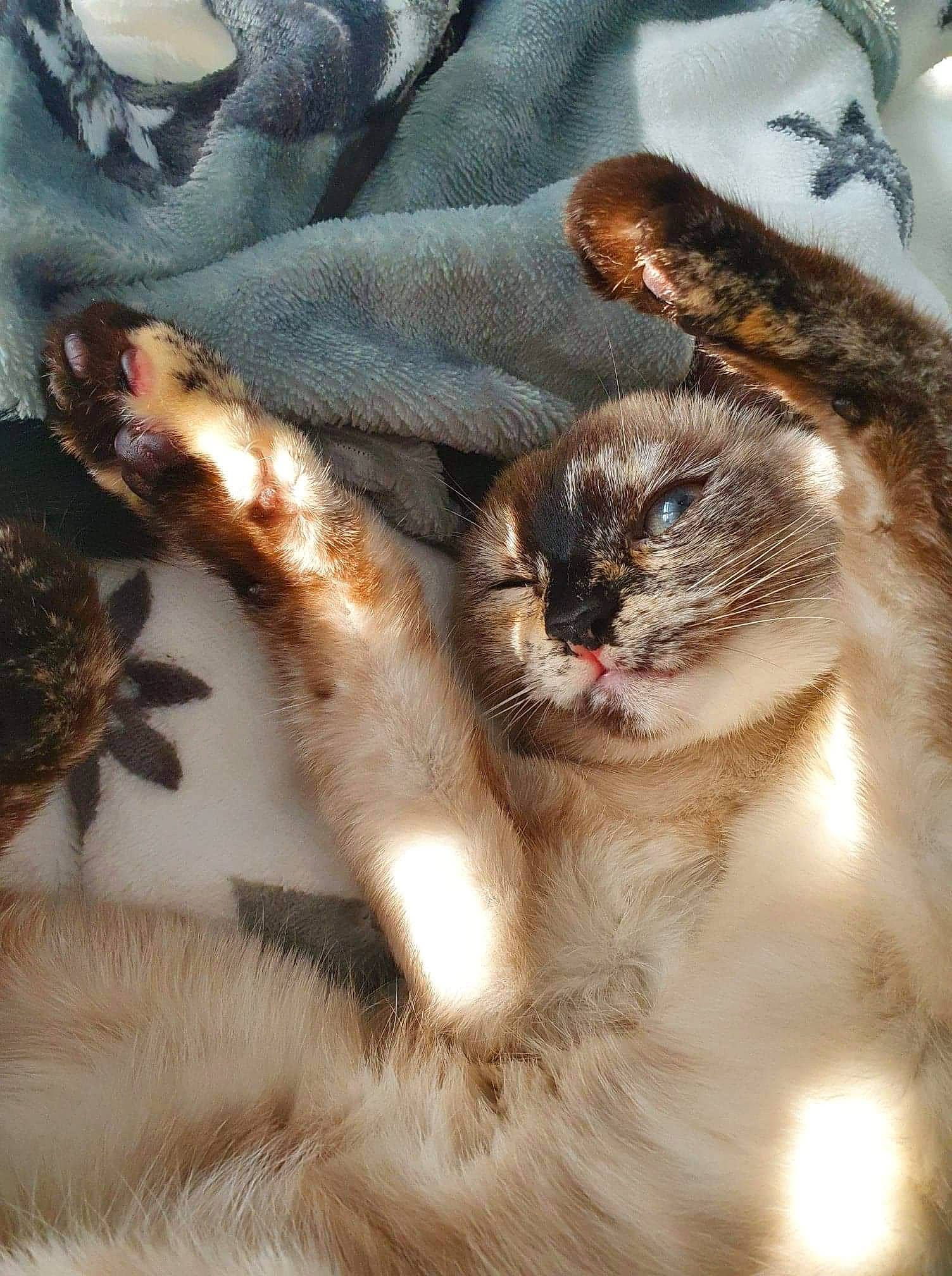 Ohana participe au concours pour gagner de l'argent avec cette photo : carnivore, cat, claw, felidae, fur, paw, small_to_medium_sized_cats, whiskers