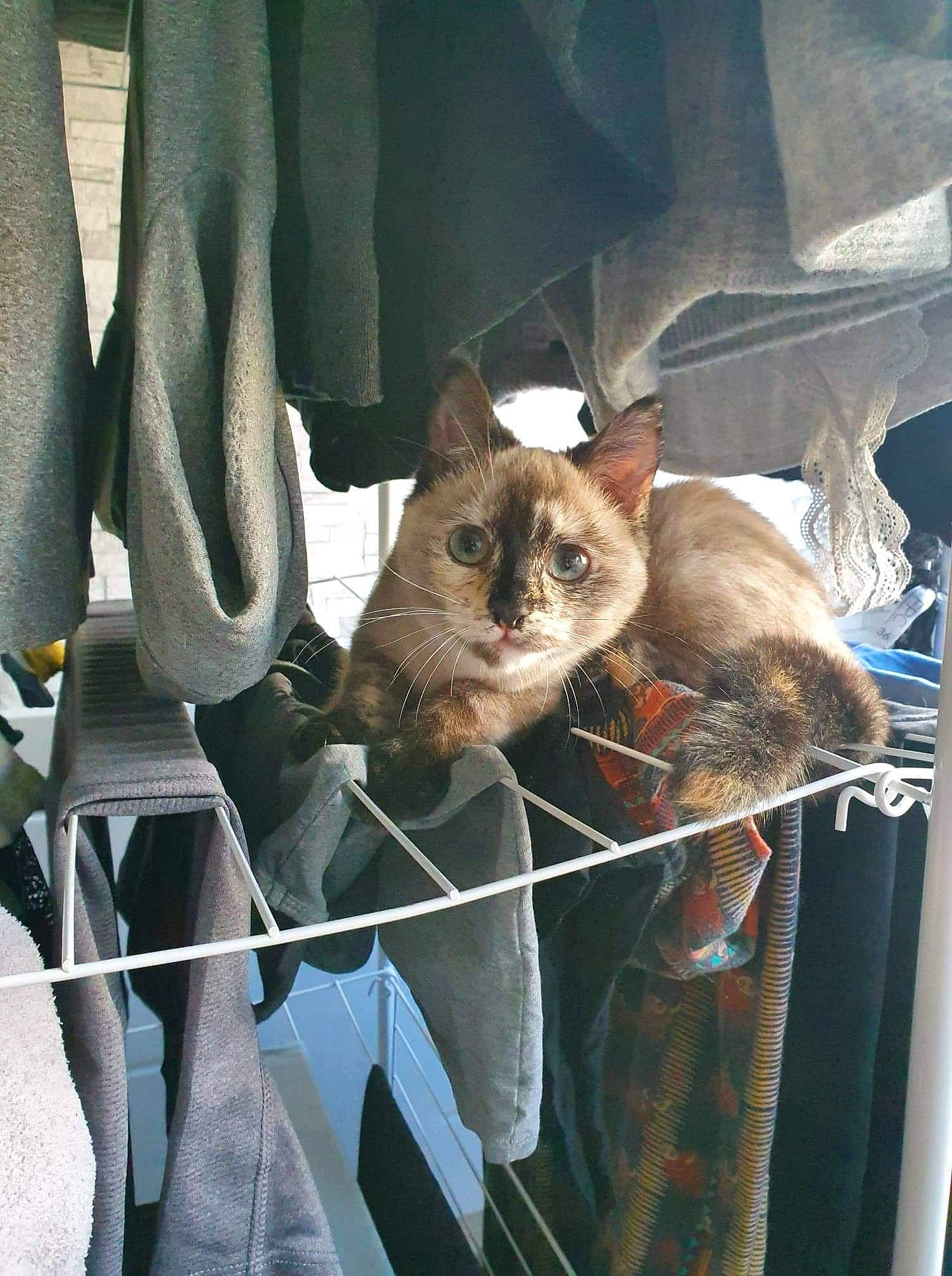 Ohana participe au concours pour gagner de l'argent avec cette photo : burmese, carnivore, cat, fawn, felidae, small_to_medium_sized_cats, whiskers