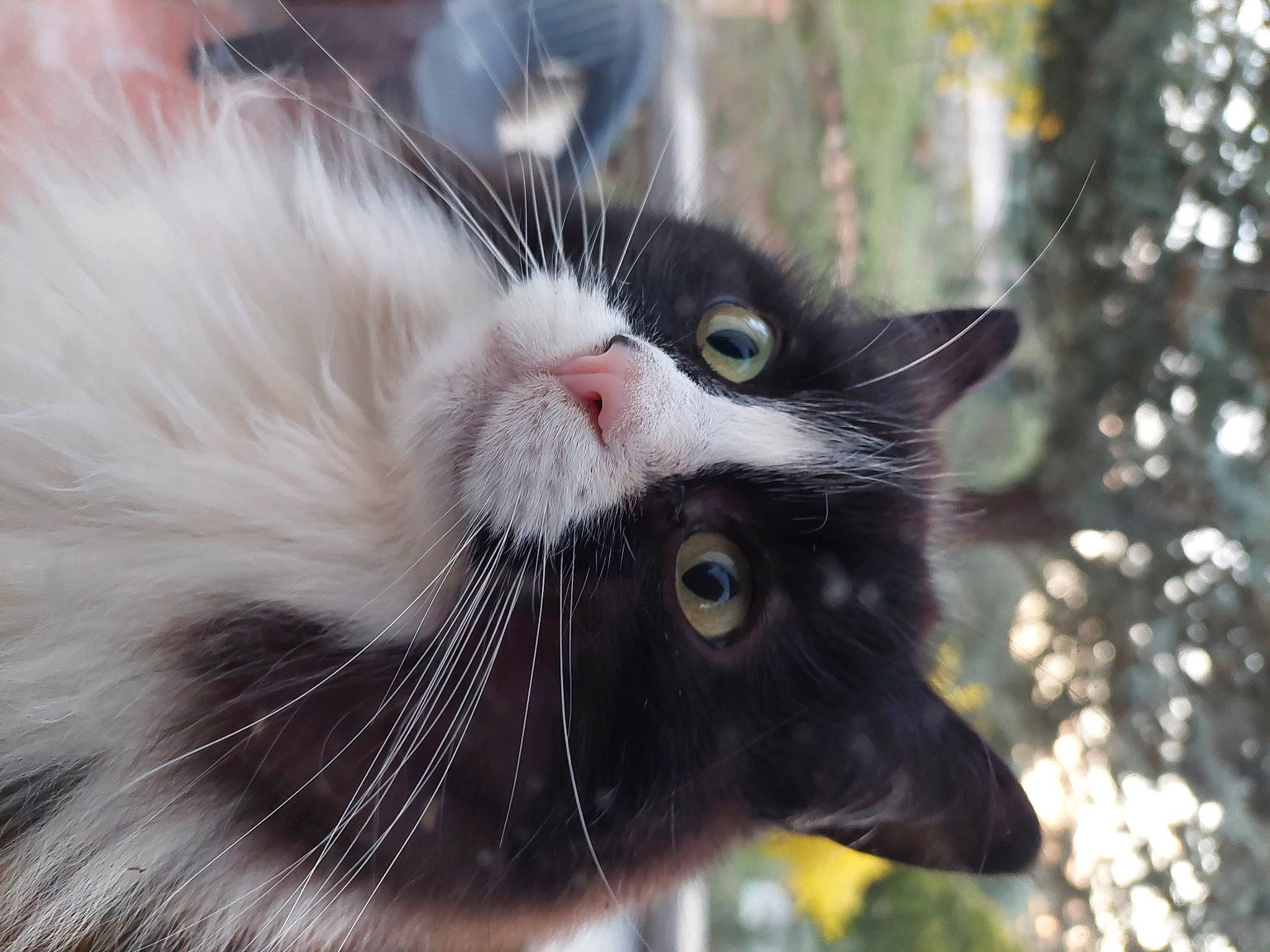 Aria participe au concours pour gagner de l'argent avec cette photo : black_cat, carnivore, cat, claw, close_up, collar, domestic_short_haired_cat, felidae, fur, grass, iris, paw, plant, small_to_medium_sized_cats, snout, tail, terrestrial_animal, tree, whiskers, wildlife