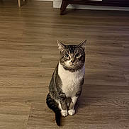 Asher joined the competition — help win amazing prizes! alert, animal, cat, centered_composition, ears, furniture, home, indoor, living_room, pet, photography, portrait, sitting, staring, tabby_cat, tail, upright, whiskers, white_chest, wooden_floor