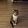 alert, animal, cat, centered_composition, ears, furniture, home, indoor, living_room, pet, photography, portrait, sitting, staring, tabby_cat, tail, upright, whiskers, white_chest, wooden_floor