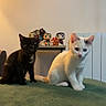 kitten, cat, black_cat, white_cat, indoor, figurines, shelf, blanket, green_blanket, cute, pets, animal, domestic, feline, fur, sitting, playful, cozy, wall, lighting