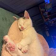 Hela a rejoint le concours — aidez-le/la à gagner de superbes lots ! kitten, cat, sleeping, paw, blanket, indoor, cozy, fur, pet, cute, pink_paw, relaxing, animal, soft, resting, young, domestic_cat, feline, bed, warm_lighting