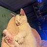 kitten, cat, sleeping, paw, blanket, indoor, cozy, fur, pet, cute, pink_paw, relaxing, animal, soft, resting, young, domestic_cat, feline, bed, warm_lighting