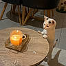 Hela participe au concours pour gagner de l'argent avec cette photo : black_chair, candle, cat, chair, cozy, curious, domestic_animal, floor, home_interior, indoor, kitten, lighting, modern_furniture, pet, rug, shadow, small_animal, table, tile_floor, wooden_table