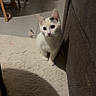 animal, cat, couch, curious, cute, domestic_cat, floor, furniture, home, indoor, kitten, living_room, pet, playful, rug, scratching_post, small, tile, white_cat, young_cat