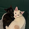 Hela participe au concours pour gagner de l'argent avec cette photo : cat, kitten, pets, animal, feline, snuggling, cozy, cute, white_cat, black_cat, cat_perch, indoor, fur, resting, companion, two_kittens, cute_animals, domestic_cat, pet_friendly, sleepy