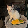 Hela a rejoint le concours — aidez-le/la à gagner de superbes lots ! bed, bedroom, blanket, cat, cat_tree, cozy, curious, domestic_animal, feline, floor_tile, furniture, gray_patch, household, indoor, kitten, night, pet, pet_accessory, white_cat, yellow_slipper