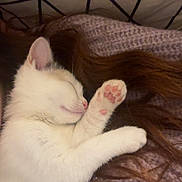 Hela a rejoint le concours — aidez-le/la à gagner de superbes lots ! animal, blanket, brown_hair, cat, close_up, cozy, cute, fur, hair, indoor, kitten, paw, pet, pink_paw_pads, purple_blanket, relaxation, resting, sleeping, soft, white_fur