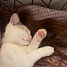 animal, blanket, brown_hair, cat, close_up, cozy, cute, fur, hair, indoor, kitten, paw, pet, pink_paw_pads, purple_blanket, relaxation, resting, sleeping, soft, white_fur
