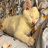 Hela participe au concours pour gagner de l'argent avec cette photo : cat, kitten, sleeping, fluffy, white_cat, cozy, blanket, floral_pattern, indoor, cute, pet, resting, soft, closeup, animal, peaceful, comfort, fur, relaxing, young_cat