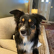 Buddy joined the competition — help win amazing prizes! dog, pet, couch, living_room, fur, ears, brown_eyes, beige, indoor, lamp, door, rug, wood_floor, pillow, animal, canine, portrait, house, furniture, cozy