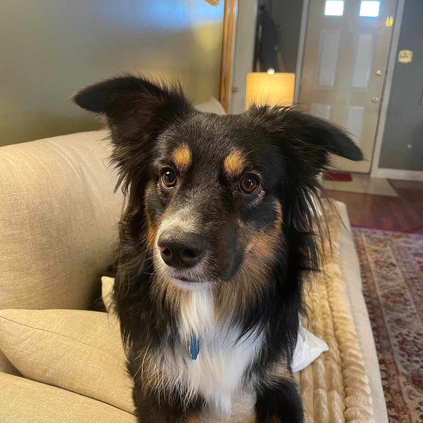 Buddy joined the competition — help win amazing prizes! animal, beige, brown_eyes, canine, couch, cozy, dog, door, ears, fur, furniture, house, indoor, lamp, living_room, pet, pillow, portrait, rug, wood_floor