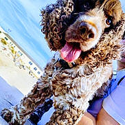 Agathe a rejoint le concours — aidez-le/la à gagner de superbes lots ! animal, arm, beach, blue_sky, close_up, curly_fur, cute, dog, fluffy, happy, nature, outdoor, person, pet, playful, sand, summer, sunny, tongue_out, white_shirt