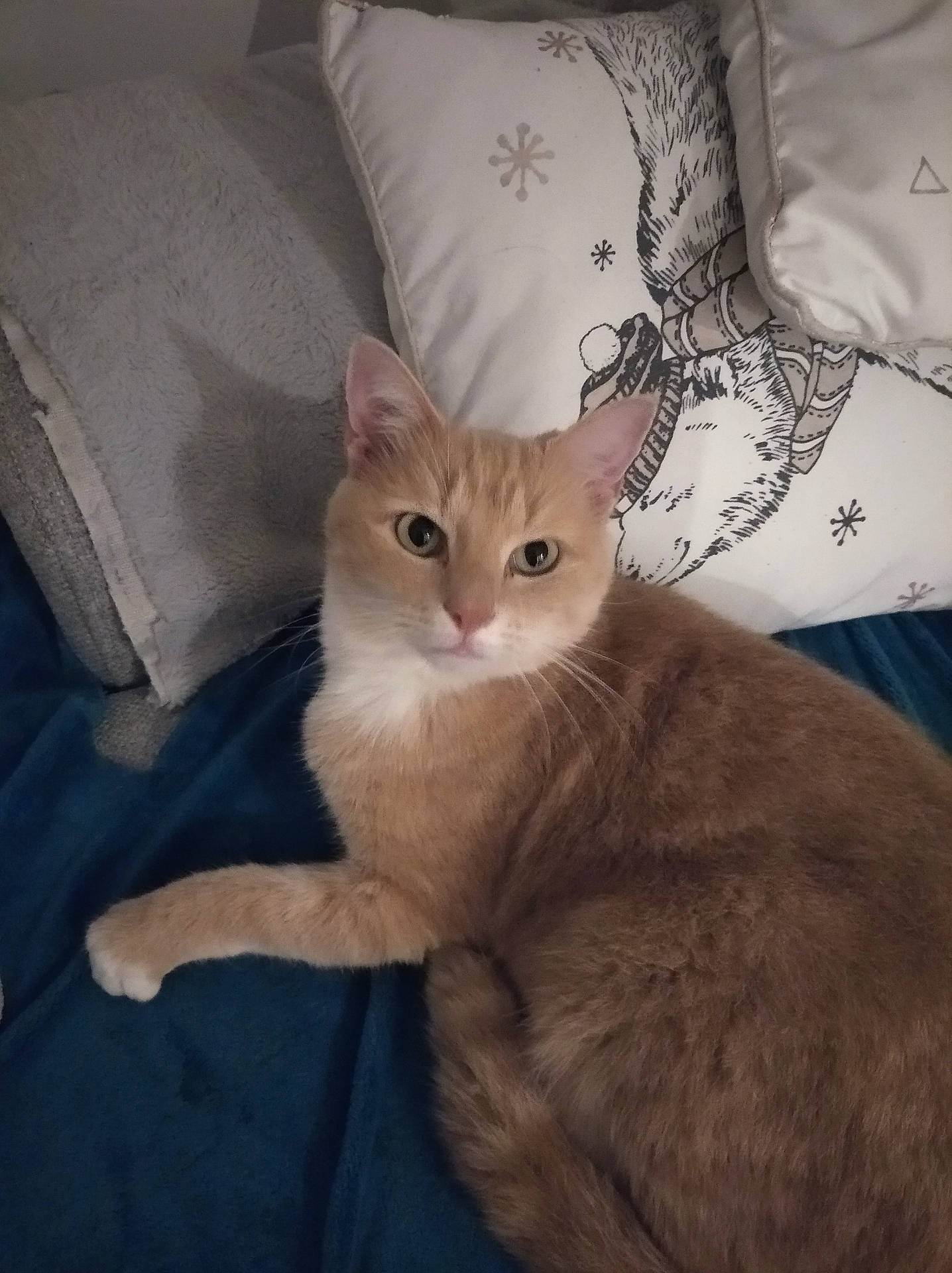 Nemo a rejoint le concours — aidez-le/la à gagner de superbes lots ! abyssinian, animal, architecture, bed, bedroom, blanket, building, cat, couch, cushion, furniture, homedecor, indoors, kitten, linen, livingroom, manx, pet, pillow, room