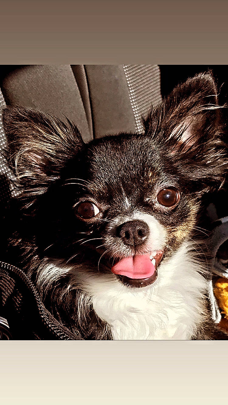 Bambi participe au concours pour gagner de l'argent avec cette photo : canidae, carnivore, companion_dog, dog, dog_breed, ear, event, eye, fashion_accessory, fawn, fur, glasses, happy, human_body, liver, rectangle, snout, toy_dog, whiskers, working_animal