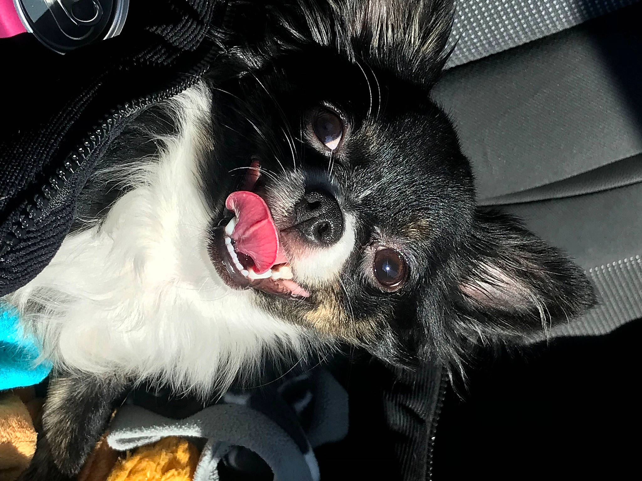 Bambi participe au concours pour gagner de l'argent avec cette photo : canidae, carmine, carnivore, claw, companion_dog, dog_breed, dog_supply, ear, fang, felidae, flesh, foot, fur, non_sporting_group, paw, snout, sporting_group, tail, whiskers, working_animal