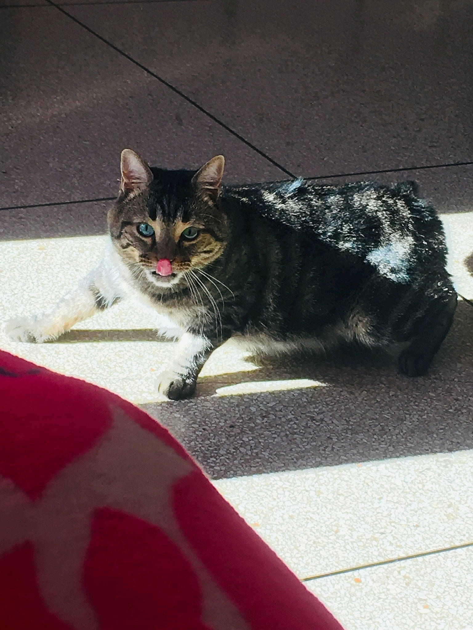 Miminne participe au concours pour gagner de l'argent avec cette photo : asphalt, automotive_lighting, automotive_tire, carnivore, cat, domestic_short_haired_cat, felidae, fur, grey, mammal, paw, road, road_surface, small_to_medium_sized_cats, snout, tail, tints_and_shades, vertebrate, whiskers, window