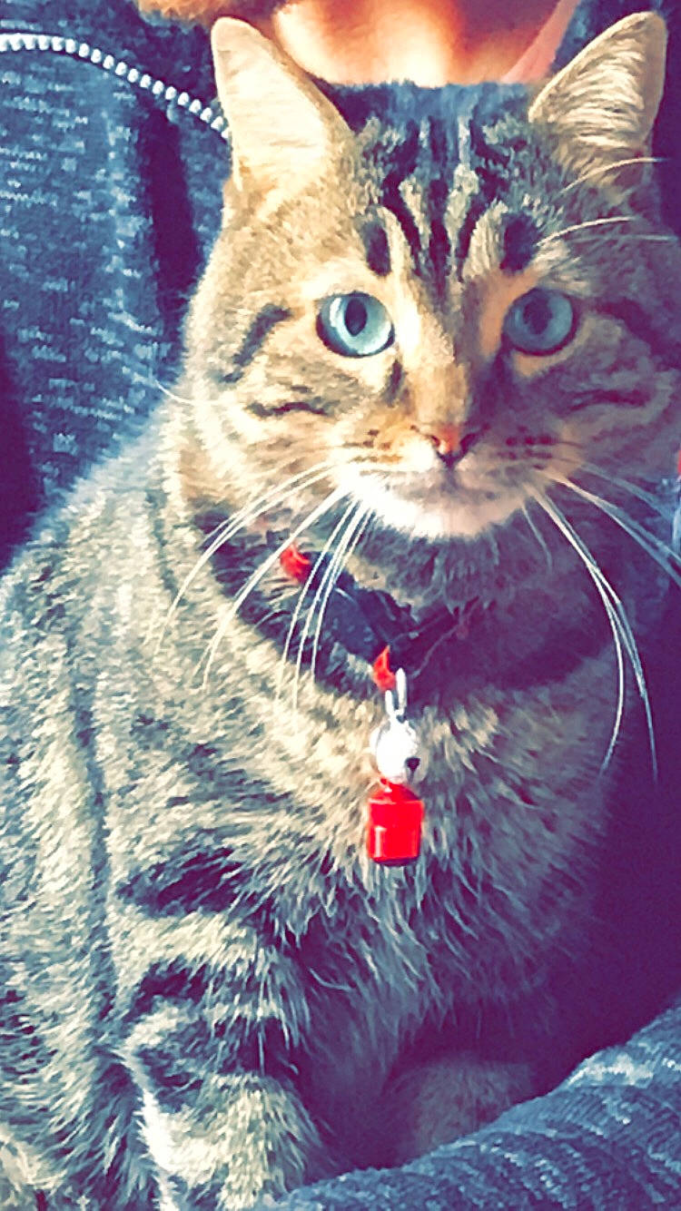 Miminne participe au concours pour gagner de l'argent avec cette photo : beauty, carnivore, cat, christmas, christmas_eve, christmas_ornament, claw, domestic_short_haired_cat, electric_blue, event, felidae, fur, grass, holiday, iris, paw, small_to_medium_sized_cats, snout, whiskers, winter