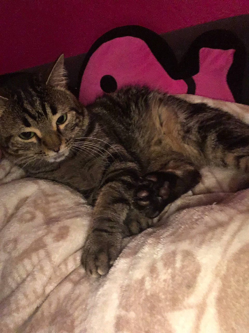 Miminne a rejoint le concours — aidez-le/la à gagner de superbes lots ! bed, carnivore, cat, claw, comfort, couch, domestic_short_haired_cat, fawn, felidae, fur, grey, mammal, nap, paw, small_to_medium_sized_cats, snout, tail, terrestrial_animal, vertebrate, whiskers