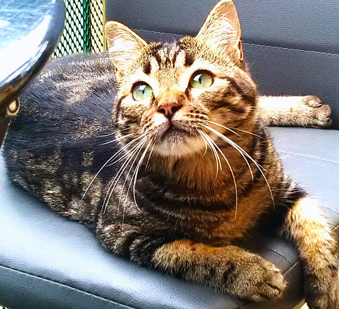 Miminne a rejoint le concours — aidez-le/la à gagner de superbes lots ! carnivore, cat, claw, comfort, domestic_short_haired_cat, felidae, fur, metal, paw, sitting, small_to_medium_sized_cats, snout, terrestrial_animal, tree, whiskers, wildlife, window