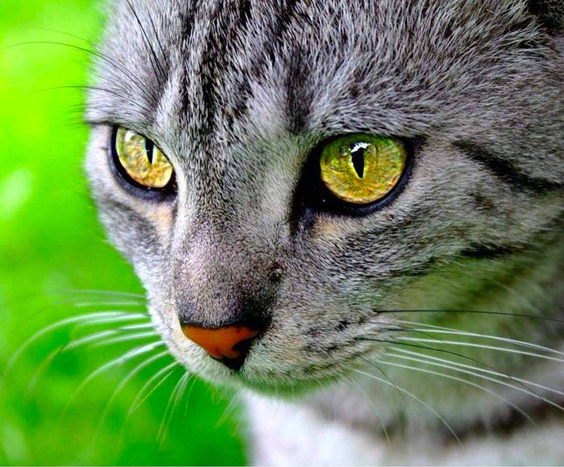 Grisou a rejoint le concours — aidez-le/la à gagner de superbes lots ! bobcat, carnivore, cat, close_up, domestic_short_haired_cat, felidae, fur, grass, iris, lynx, plant, small_to_medium_sized_cats, snout, terrestrial_animal, whiskers, wildlife