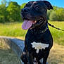 Black participe au concours pour gagner de l'argent avec cette photo : animal, bench, black_dog, blue_sky, canine, close_up, collar, dog, grass, greenery, happy, leash, nature, outdoor, pet, portrait, sitting, summer, sunny_day, tongue_out