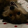 dog, puppy, fluffy, upside_down, lying_down, teeth, open_mouth, black_nose, whiskers, brown_fur, white_fur, bed, bedroom, blanket, hearts, indoor, portrait, cute, funny, cozy